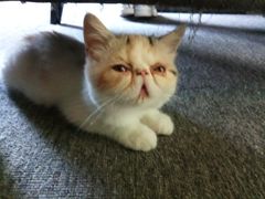 -喵店&猫咖