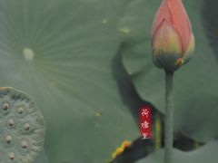 -贵阳市花溪国家城市湿地公园