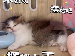 -momokira米努特·德文卷毛猫·棉花面纱犬