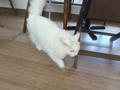 -有猫主题·治愈系猫咖(曾厝垵店)