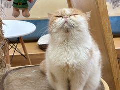 -滚猫咖啡·猫咖·猫友好撸猫(未来城店)