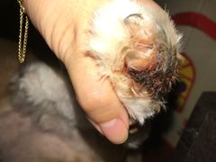 -1013 PET SHOP 宠物商店(近铁城市广场店)