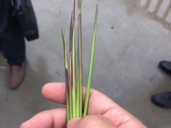 -小洋口旅游度假区