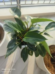-HEYAN荷妍专业脱毛连锁机构