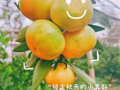 -前小桔亲子创意农场·草莓采摘·露营烧烤