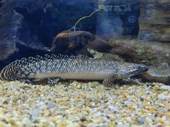 -上海海洋水族馆