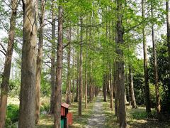 -上海长兴岛郊野公园