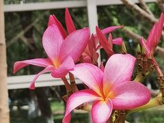 -石家庄市植物园