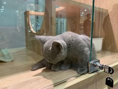 -BABIT巴比特宠物(MOMOPARK店)