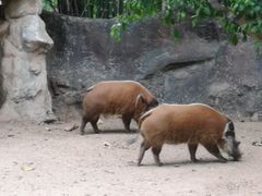 -清迈夜间动物园