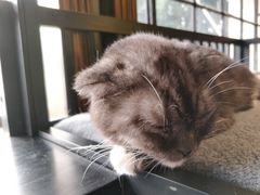 -more than meow吴止猫主题餐厅(承德 中船汇店)