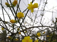 -秀丽东方