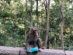 -黔灵山公园
