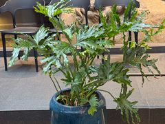 -单家老院·院子里的青岛菜(沙子口店)