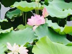-荔湾湖公园