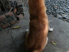 -柴犬高等学院·狗咖·柴犬售卖·宠物训练