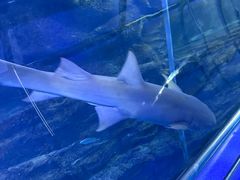 -太平洋海底世界