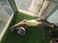 -关爱宠物医院·猫科中心·消化科(滨湖万达分院)