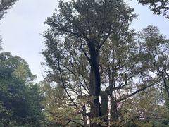 -西湖风景区十里琅珰-五云山