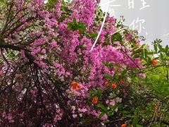 -深圳国际园林花卉博览园