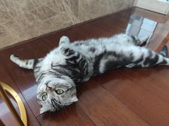 -Catmate·猫肥家润(金润铂宫店)