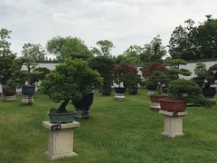 -盆景园(扬州大运河文化旅游度假区)