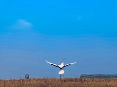 -盐城丹顶鹤湿地生态旅游区