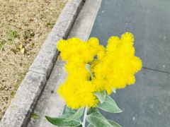 -三垟湿地