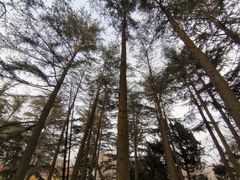 -八大关景区