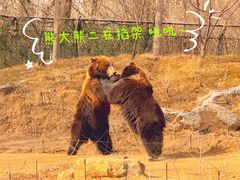 -北京野生动物园