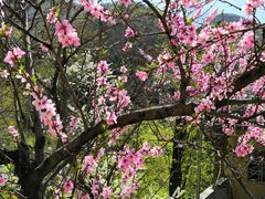 -王顺山国家森林公园