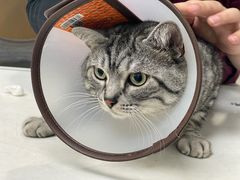 -美联众合动物医院(·中兽医·疑难杂症·严家桥分院)