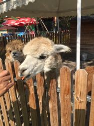 -萌宠亲子动物乐园(槐房万达店)