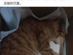 -贝利宠物医院·骨科·眼科·肿瘤转诊中心(南坪诊疗中心)