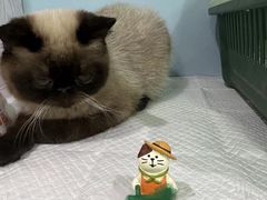 -纳吉亚猫专科动物医院·北北分院