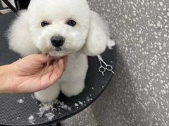 -宠物家(角门东店)