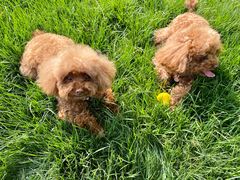 -芭比堂动物医院·犬猫全科·异宠专科(雁塔分院)