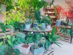 -自由生长植物工作室(深港花卉中心店)