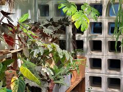 -自由生长植物工作室(深港花卉中心店)