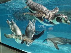 -珠海长隆海洋王国