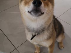 -柴务处·柴犬主题狗咖