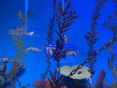 -上海海洋水族馆