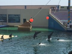 -秦皇岛乐岛海洋王国