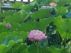 -莲花池公园