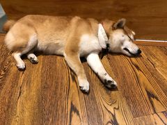 -柴务处·柴犬主题狗咖