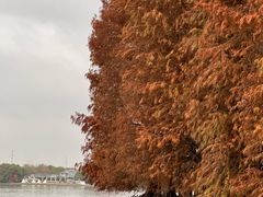 -上海海湾国家森林公园