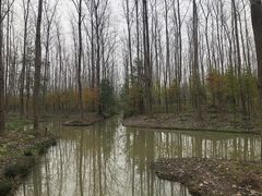 -合肥滨湖国家森林公园