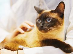 -Pets First伊珊娜洗护·精致美容·家庭式寄养(新会路店)