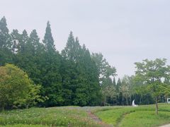 -东平国家森林公园