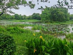 -西溪国家湿地公园